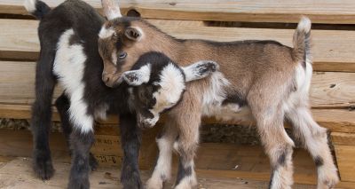 Goat kids should be treated differently to calves, study finds